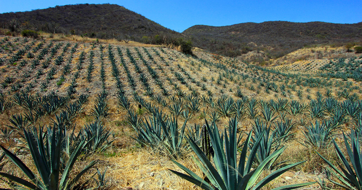 El Noble Mezcal Sus Tipos Clasificaciones Y Algo De Su Historia